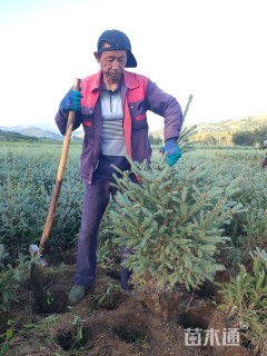 高度120厘米云杉