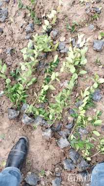 高度30厘米金森女贞