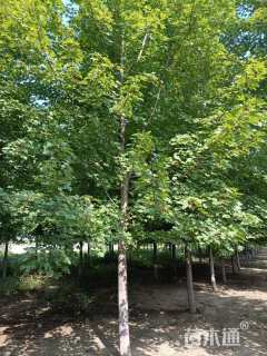 23公分美国红枫