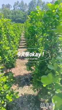 高度140厘米火山榕