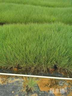 高度25厘米坡地毛冠草