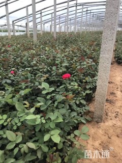 高度25厘米大花月季