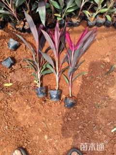 高度30厘米朱蕉