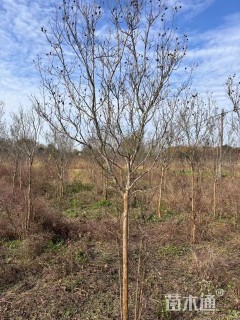 高度250厘米天鹅绒紫薇