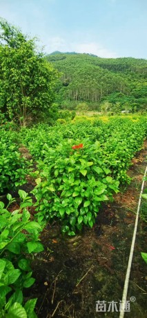 高度120厘米扶桑球