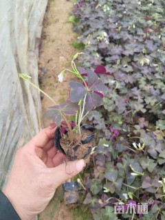 高度10厘米紫叶酢浆草