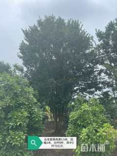 高度600厘米丛生紫薇