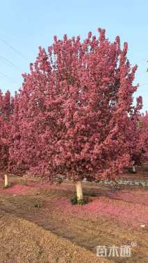 20公分北美海棠