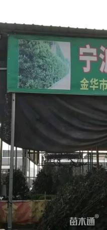 高度130厘米法国冬青