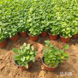 高度35厘米紫花地丁