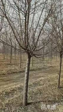 14公分绚丽海棠