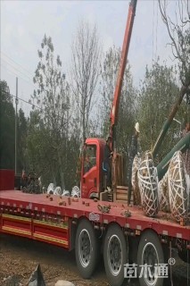 高度750厘米丛生三角枫