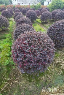 冠幅80厘米红花继木球