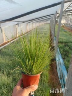 高度30厘米坡地毛冠草