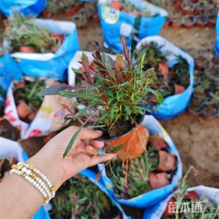 高度25厘米千鸟花