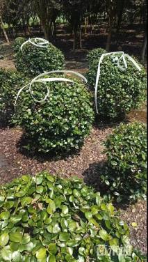 冠幅80厘米无刺枸骨球