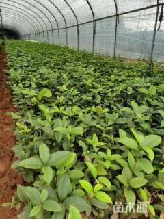 高度20厘米桂花小苗