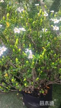 高度60厘米栀子