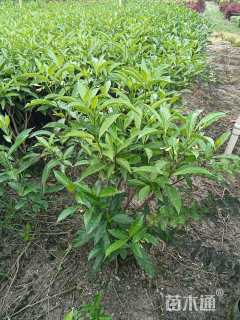 高度60厘米狗牙花