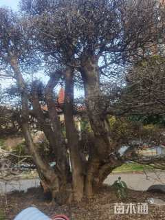 50公分造型对节白蜡