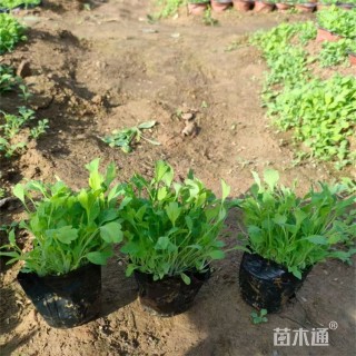 高度10厘米冰岛虞美人