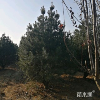 高度3000厘米白皮松