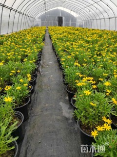 高度25厘米黄金菊