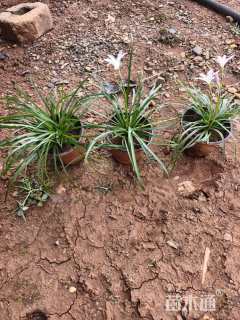 高度20厘米风雨兰种球