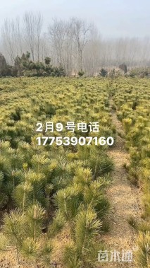 高度100厘米黑松小苗