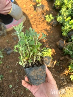 高度15厘米地被菊