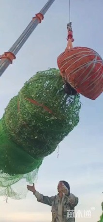 高度100厘米卫矛