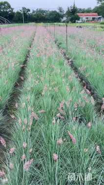 高度20厘米灯心草