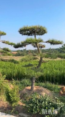 20公分造型黑松