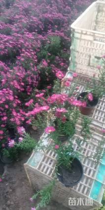 高度15厘米荷兰菊