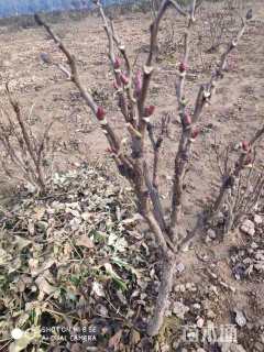 高度60厘米牡丹