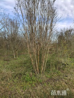 高度350厘米丛生紫薇