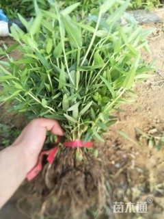 高度40厘米千屈菜