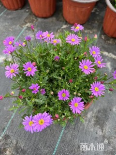 高度20厘米姬小菊