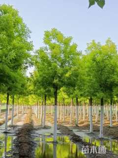 10公分金叶白蜡