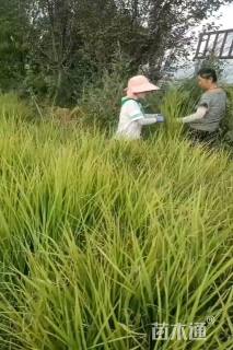 高度20厘米矢羽芒