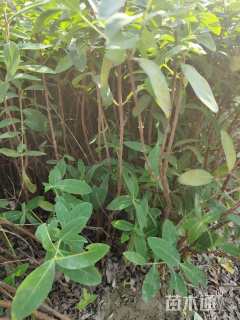 高度50厘米金丝桃