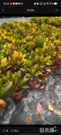 高度40厘米变叶木