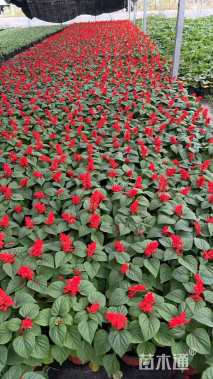 高度15厘米一串红