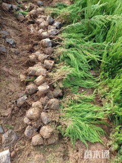 高度20厘米小龙柏