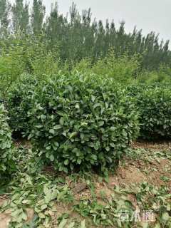 冠幅100厘米卫矛球