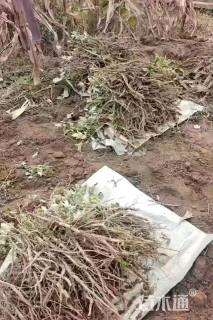 高度10厘米牡丹