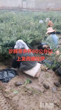 高度70.厘米沙棘小苗