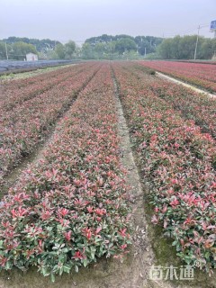 高度40厘米红叶石楠小苗