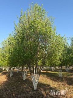 高度700厘米丛生三角枫