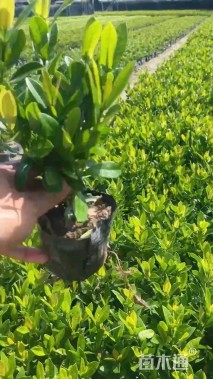 高度30厘米小叶龙船花